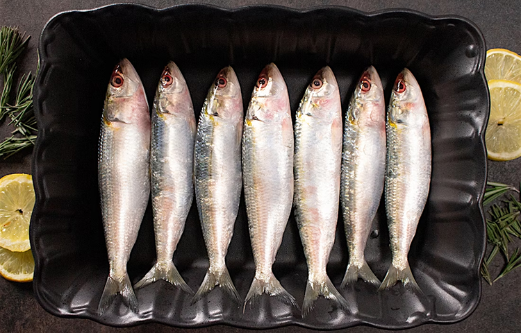 Sardines