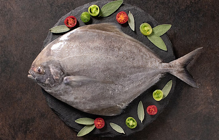 Black Pomfret
